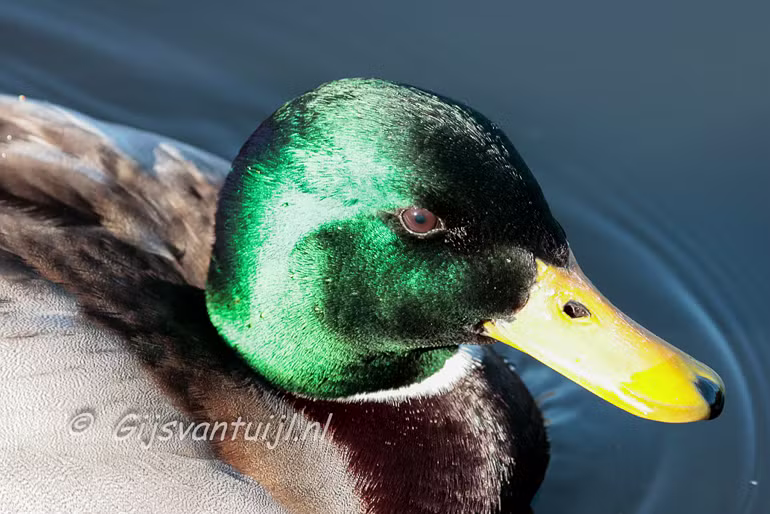 Eend Wilde eend